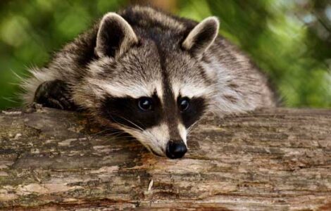 Varmint Relocation Program: How to Trap Humanely Image